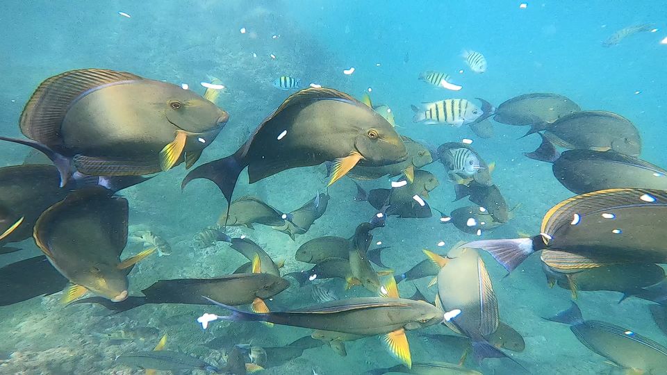 Scuba Diving with Island Trip in Goa 4 Screenshot (20)