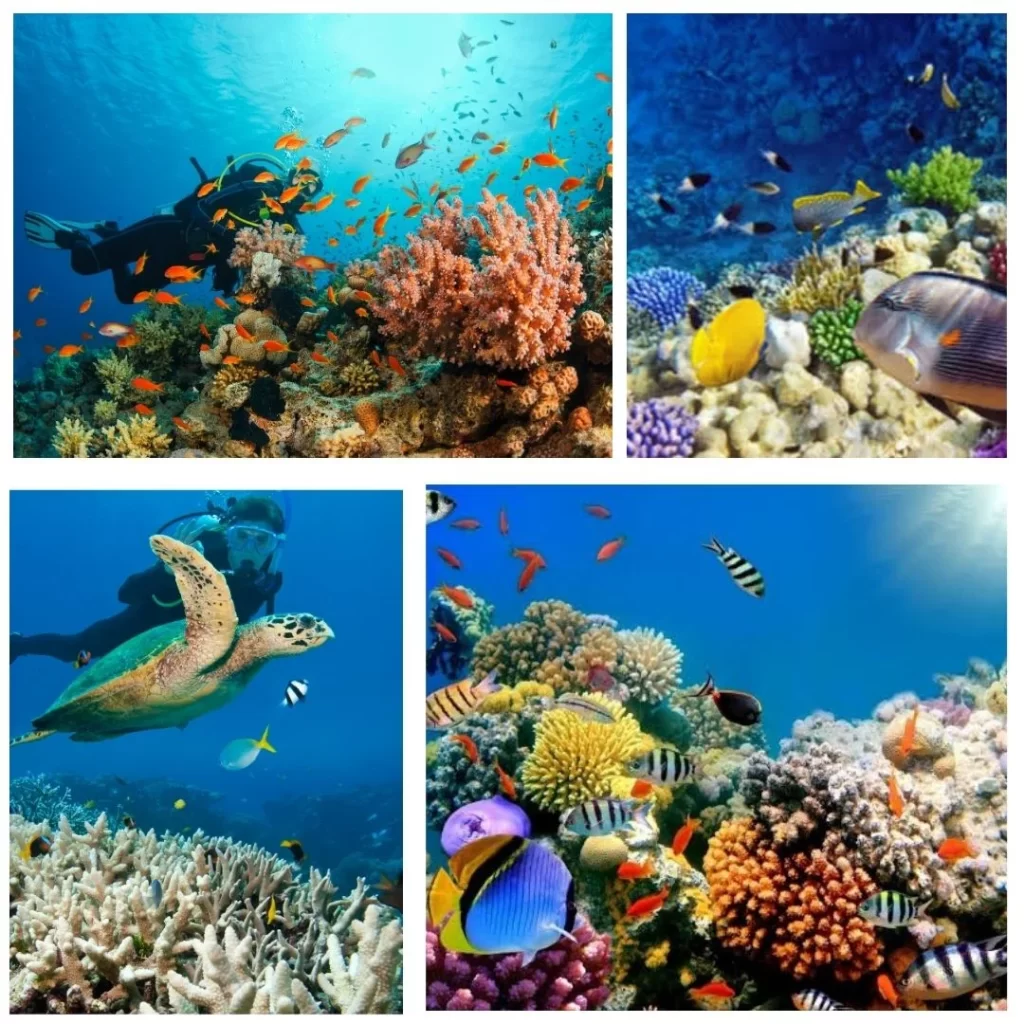 Scuba Diving in Goa